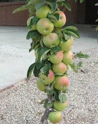 Яблуні колоновидні
