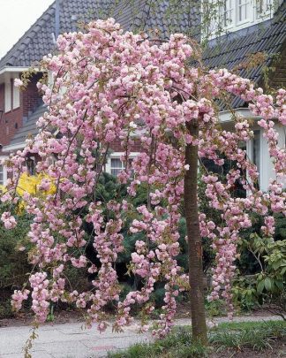 Сакура 'Кіку-Шідаре'