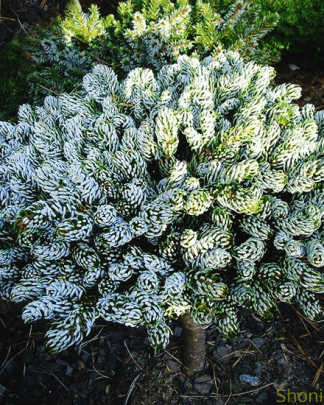 Ялиця корейська 'Когоутс Айсбрейкер'