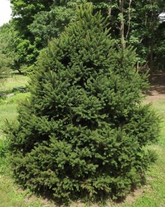 Ялина європейська 'Віллʼс Цверг'