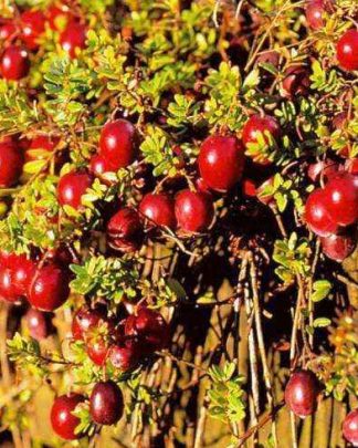 Журавлина крупноплідна «Ред Стар»