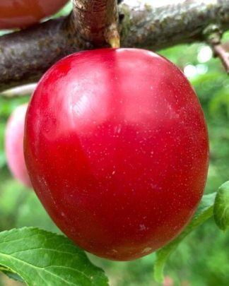 Ойши Вайзе (слива китайська, середнього терміну)