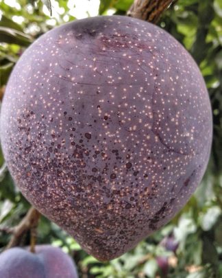 Праймтайм (слива китайська, пізнього терміну)