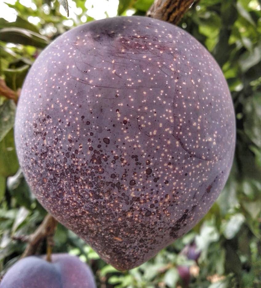 Праймтайм (слива китайська, пізнього терміну)