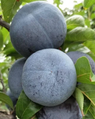 Фріар (слива китайська, пізнього терміну)