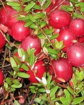 Журавлина крупноплідна «МакФарлін»