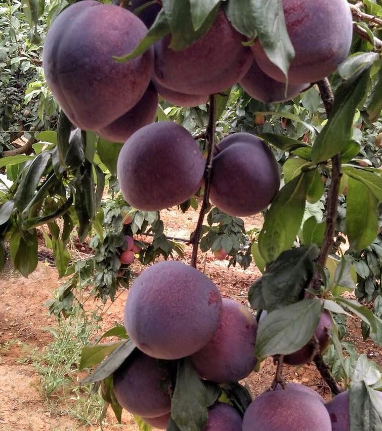 Праймтайм (слива китайська, пізнього терміну) - Зображення 2