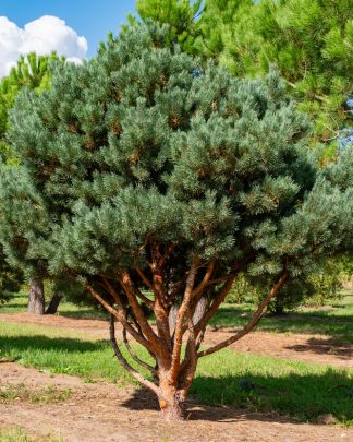 Сосна звичайна ‘Ватерері‘