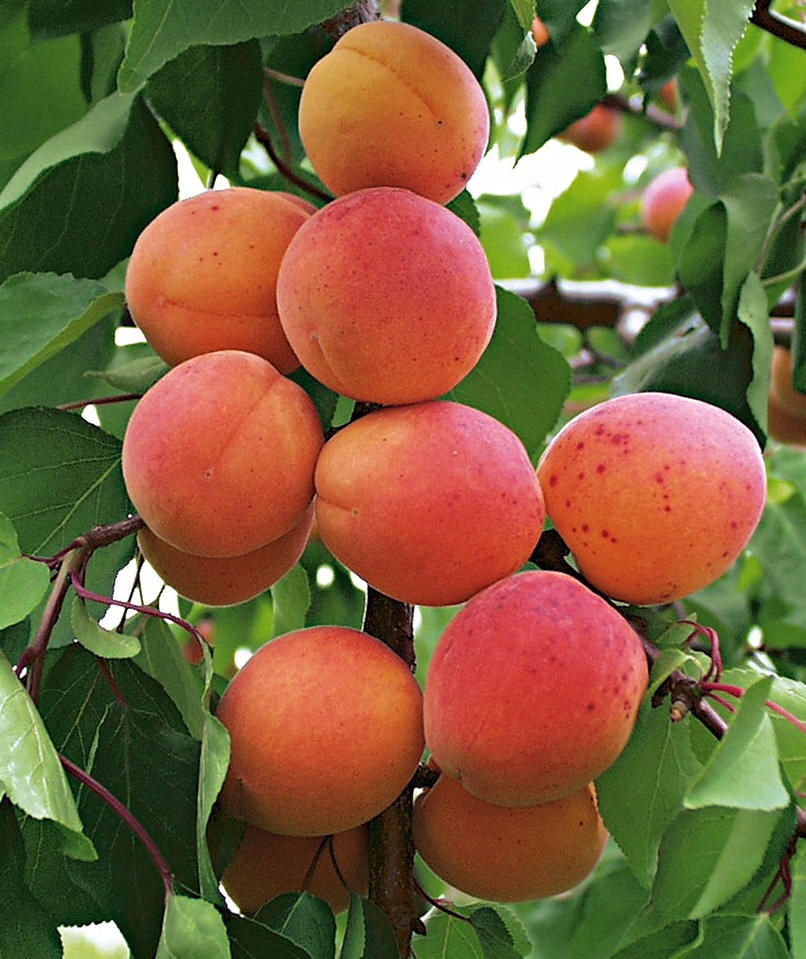 Курезія