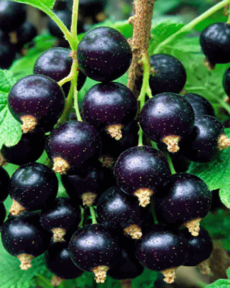Гоферт