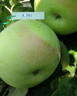 А-391