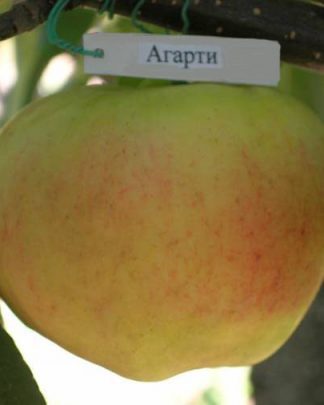 Агарті