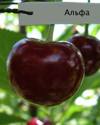Альфа
