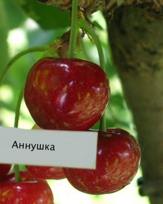 Аннушка