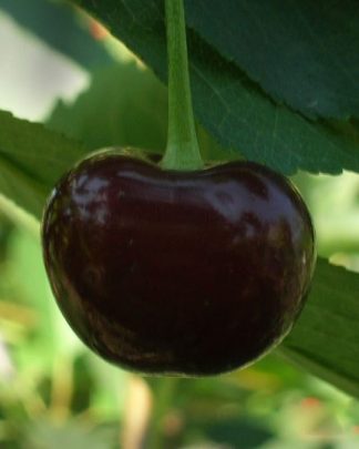 Балатон (самоплідний, пізнього терміну)