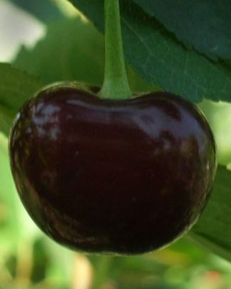 Балатон (самоплідний, пізнього терміну)