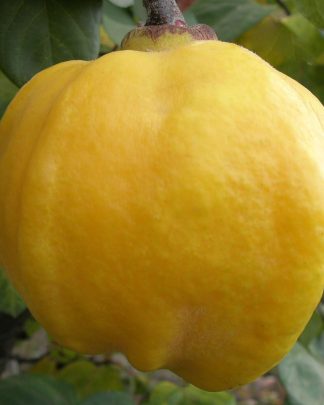 Айва довгаста «Дарунок Онуку»