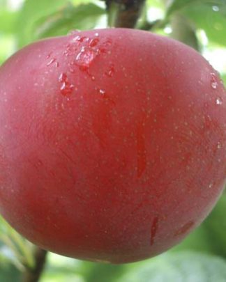 Десертна рання (крупноплідна алича, раннього терміну)