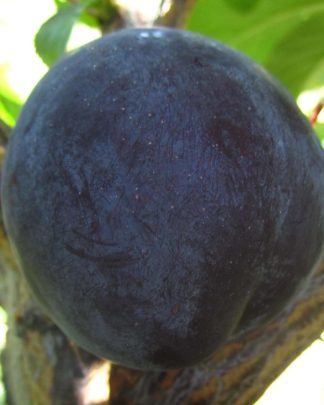 Дофі Сандра (слива китайська, раннього терміну)