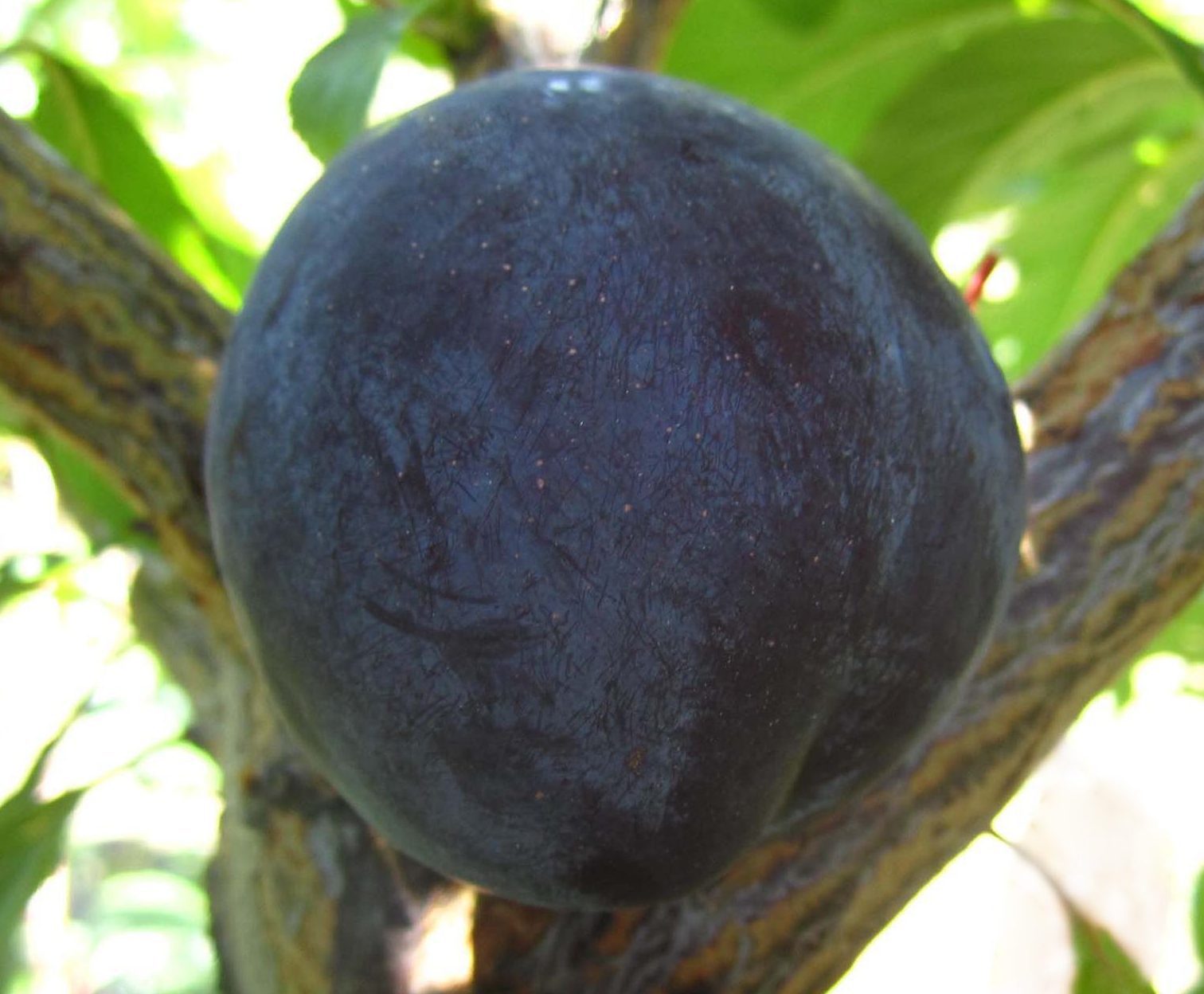 Дофі Сандра (слива китайська, раннього терміну)