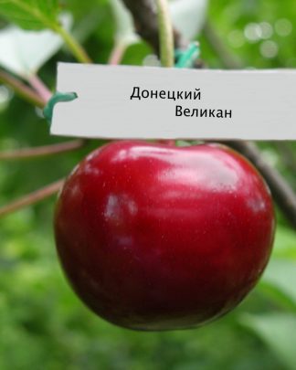 Донецький Великан