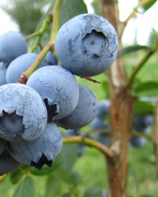 Дюк (ранній, невибагливий)