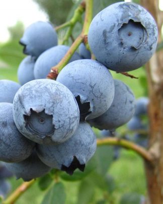 Дюк (ранній, невибагливий)