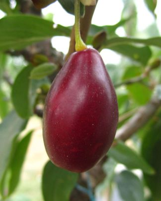 Екзотичний