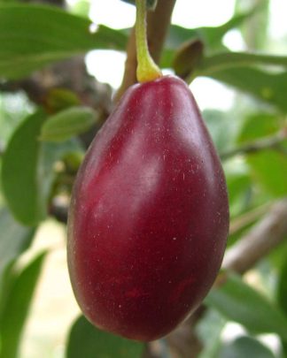 Екзотичний