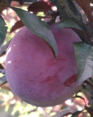 Голлівуд (слива Пісарда, пізнього терміну)