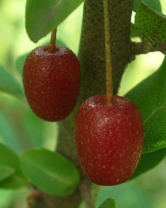 Маслинка багатоквіткова (ґумі)