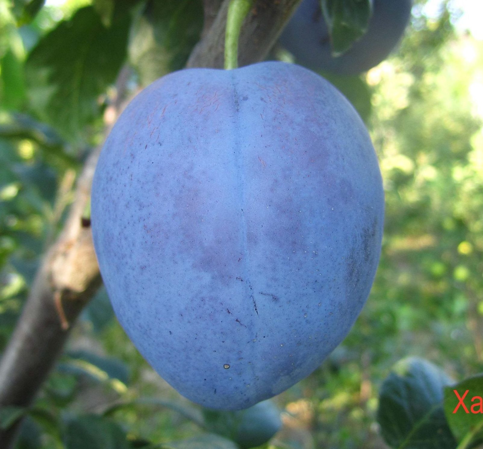 Хаганта