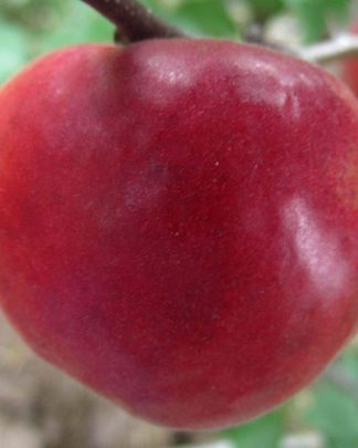 Харогем (пізнього терміну)