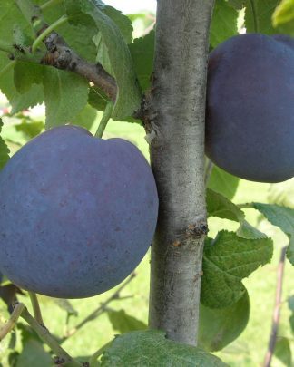Каліфорнія Блю