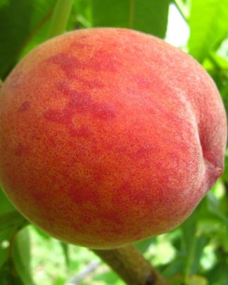 Кондор (раннього терміну)