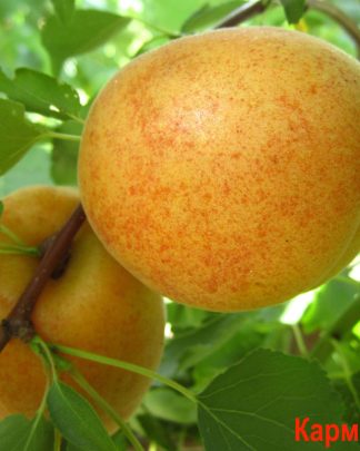 Кармен Топ