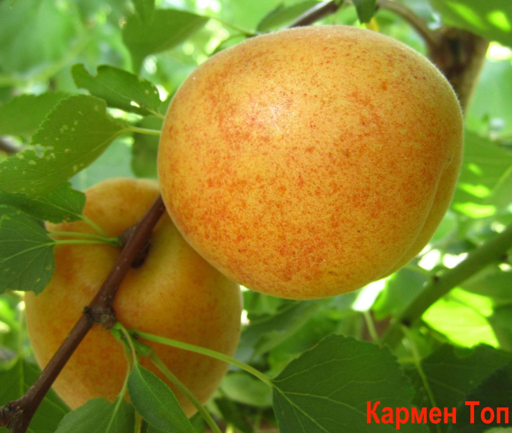 Кармен Топ