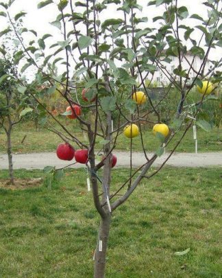 Багатосортові дерева