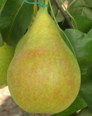 Конференція