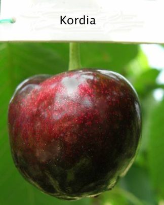 Кордія