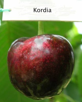 Кордія (середньо-пізнього терміну)