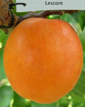 Лескора (раннього терміну)