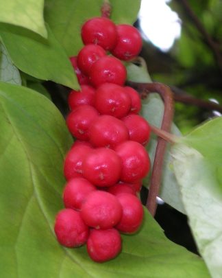 Лимонник китайський