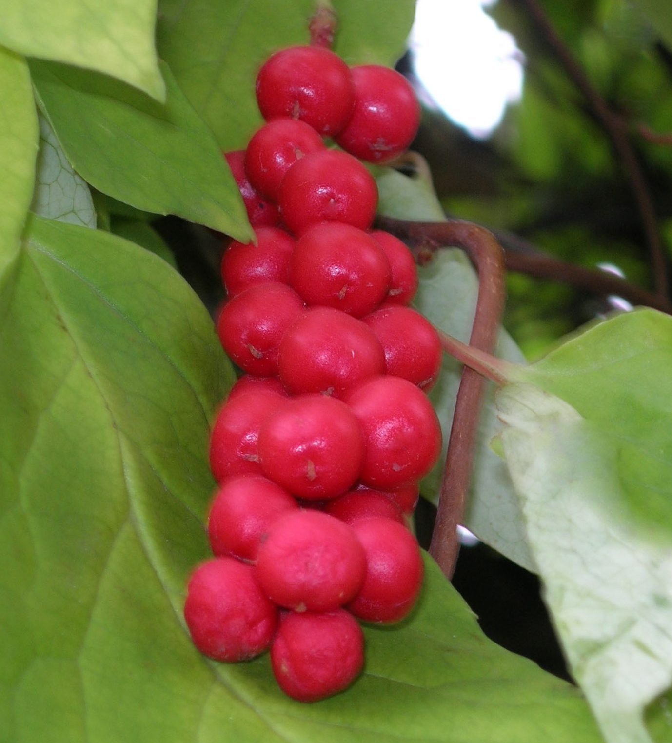 Лимонник китайський