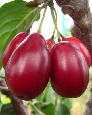 Лук'янівський