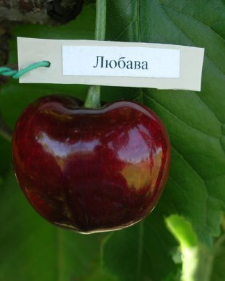Любава