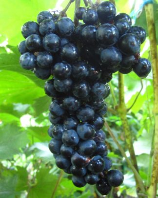 Маркетт (технічний)