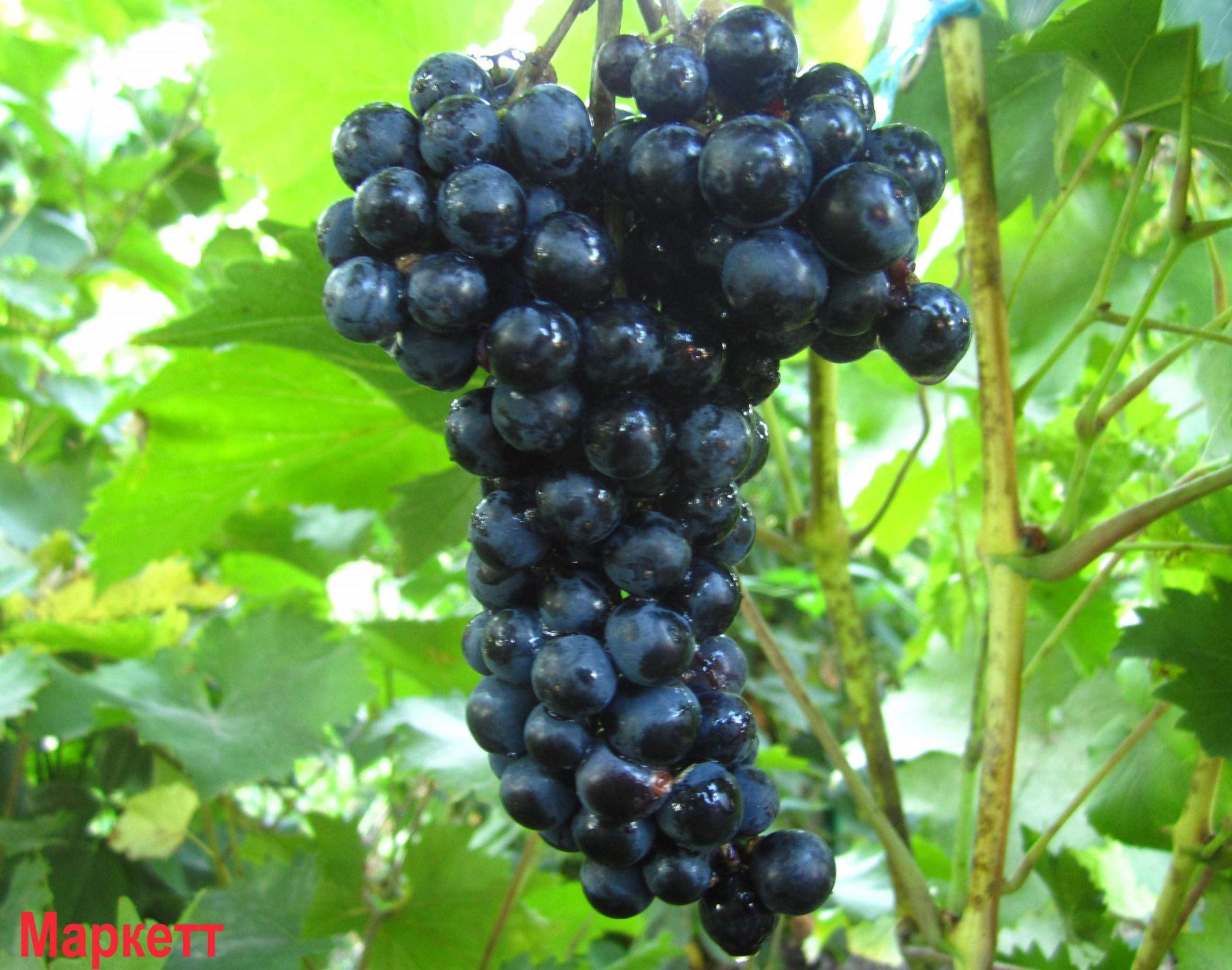 Маркетт (технічний)