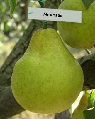 Медова