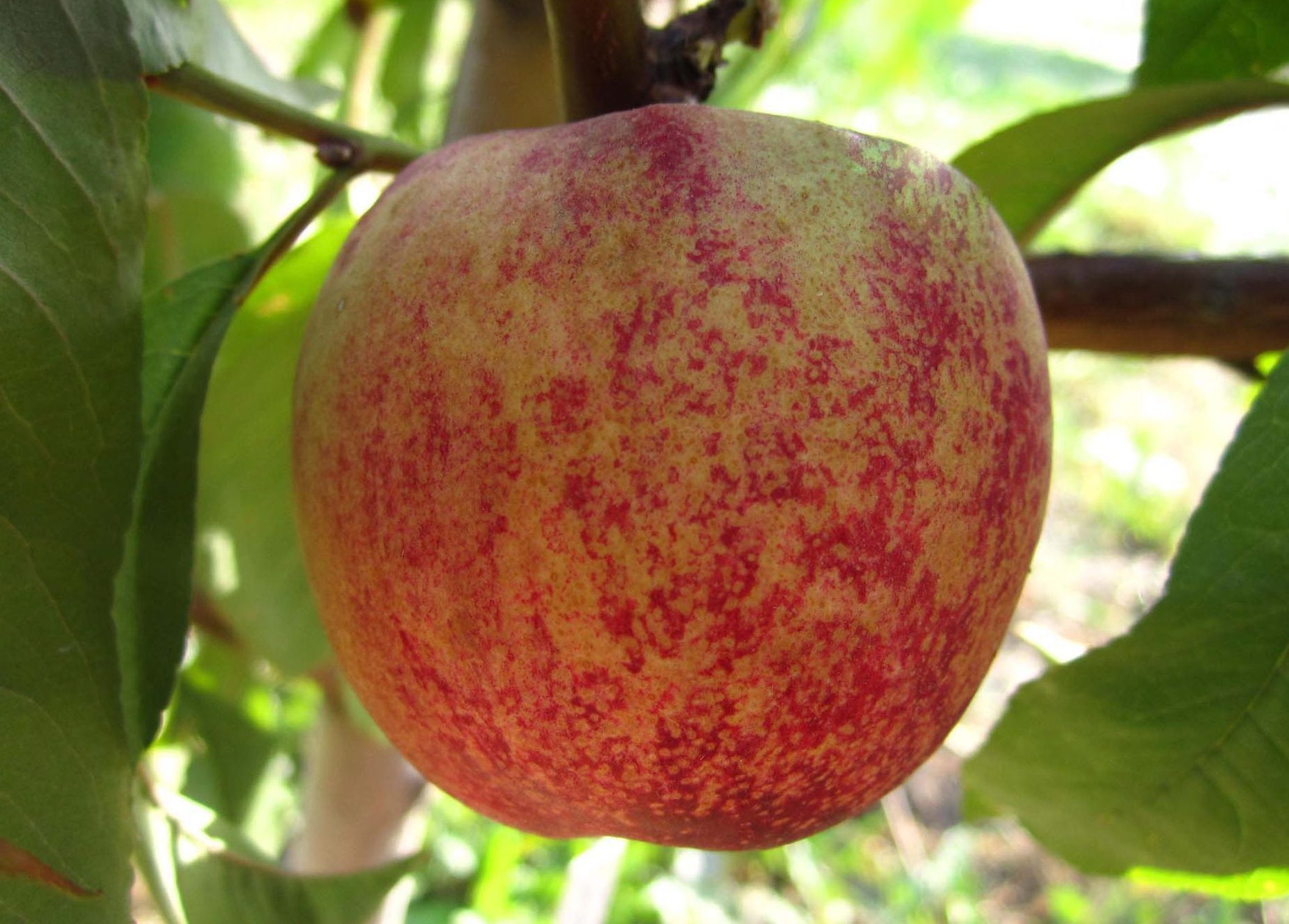 Медведівський-2 (червонолистий, середньо-пізнього терміну)